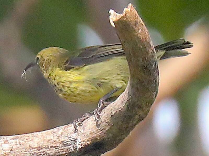 Anjouan-Nektarvogel, Fotos 3
