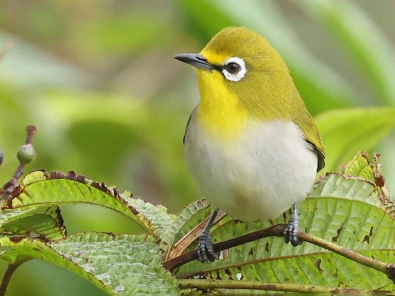 Anjouan White-eye, 照片 2