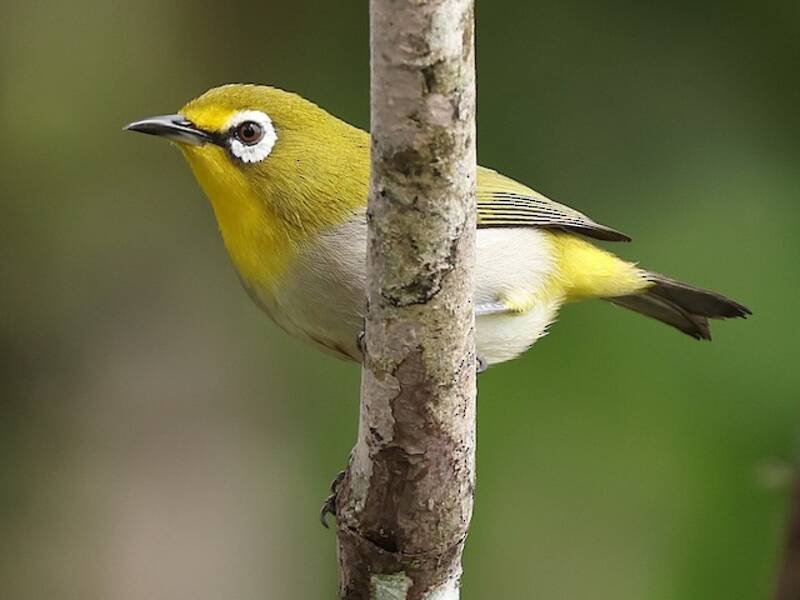 Anjouan White-eye, 照片 3