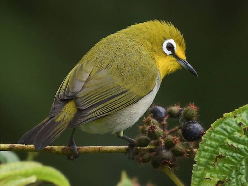Anjouan White-eye, 照片 4
