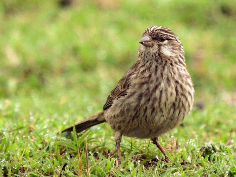 Ankober Serin, Crithagra ankoberensis