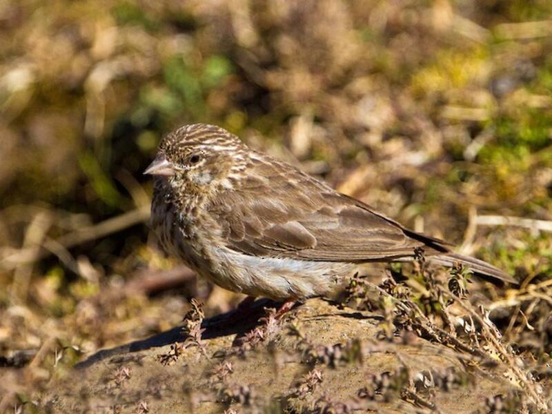 Ankober Serin, 照片 2