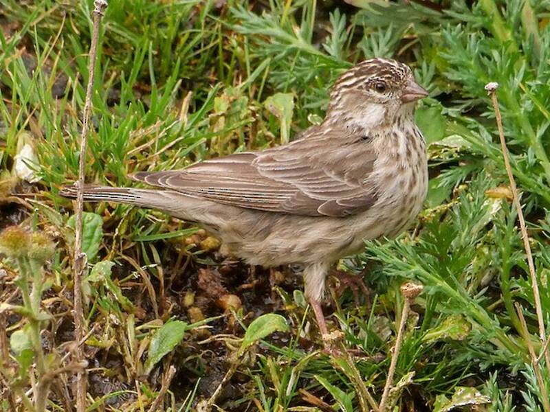 Ankober Serin, 照片 3