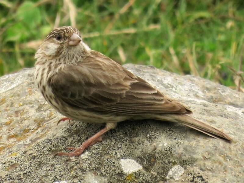 Ankober Serin, 照片 4