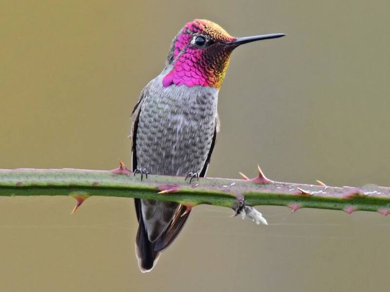 Anna's Hummingbird (Calypte anna)