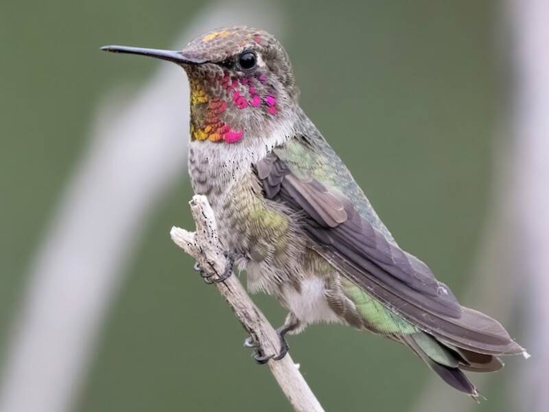 Anna's Hummingbird, Photos 2