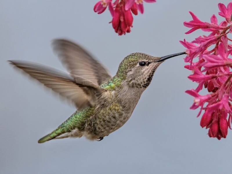 Anna's Hummingbird, Photos 4