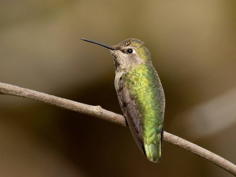 Anna's Hummingbird, Photos 3