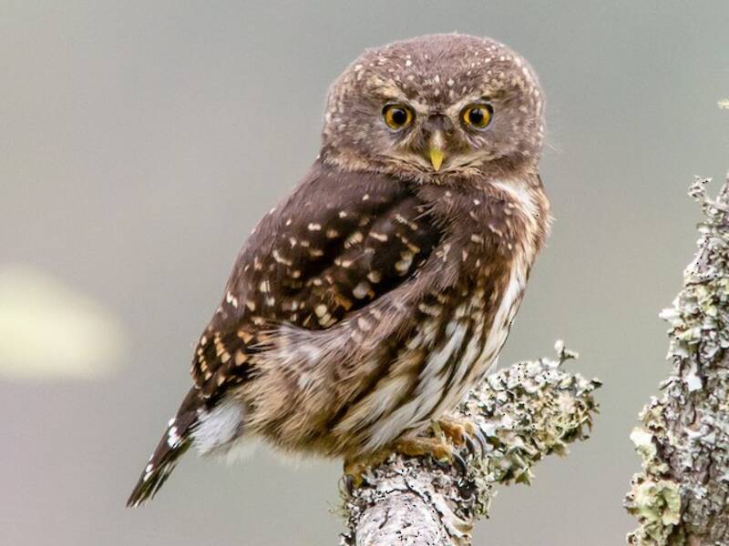 Andean Pygmy-Owl