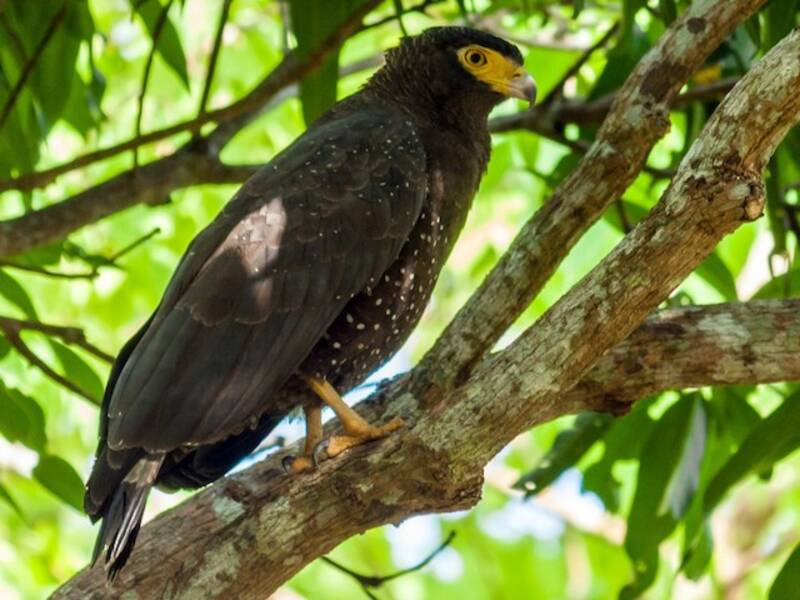 Andaman Serpent-Eagle, Photos 2