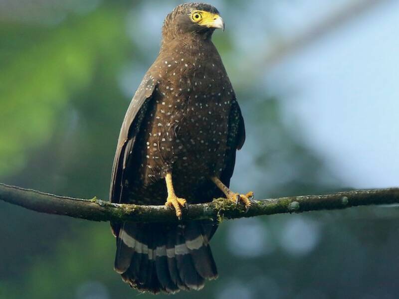 Andaman Serpent-Eagle, Photos 3