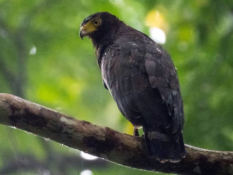 Andaman Serpent-Eagle, Photos 4