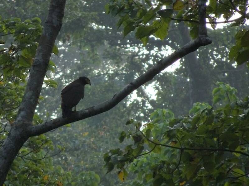 Andaman Serpent-Eagle