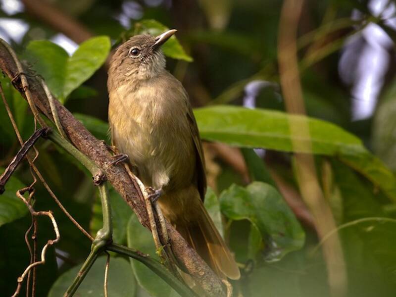 Ansorge's Greenbul