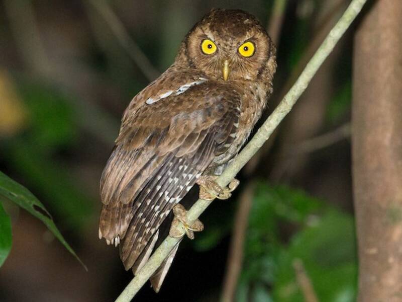 Gufo scops delle Andamane