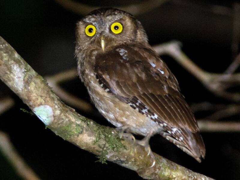 Gufo scops delle Andamane, Foto 2