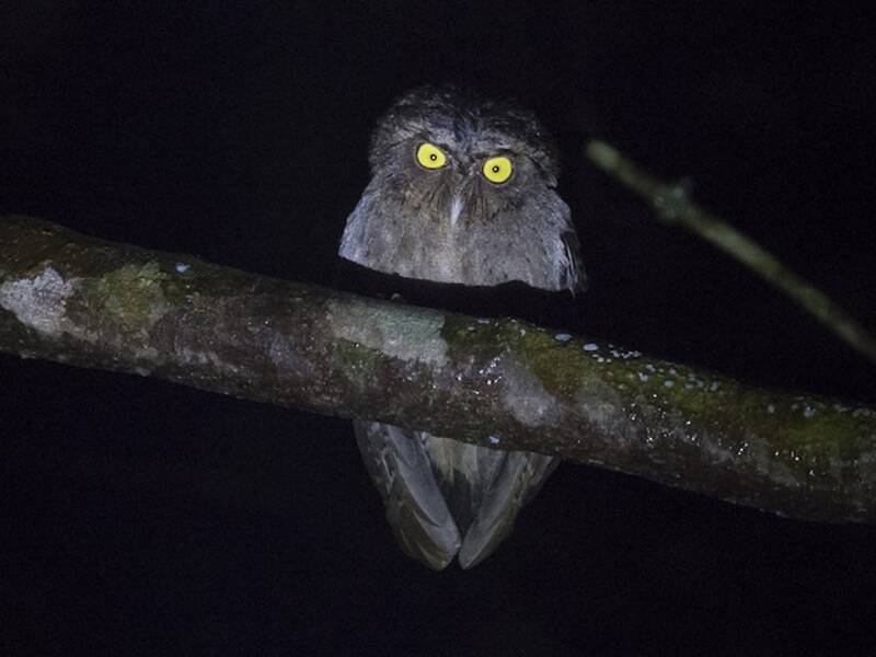 Gufo scops delle Andamane, Foto 3