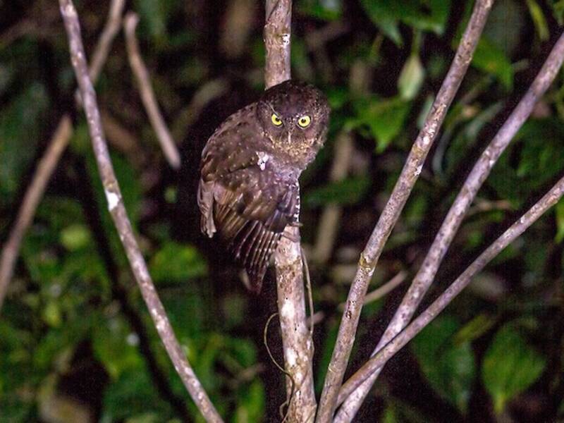 Gufo scops delle Andamane, Foto 4