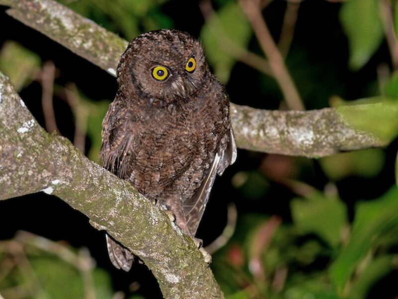 Anjouan Scops-Owl, 照片 3