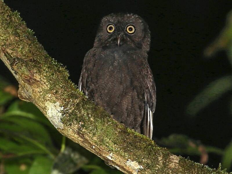 Anjouan Scops-Owl, 照片 4