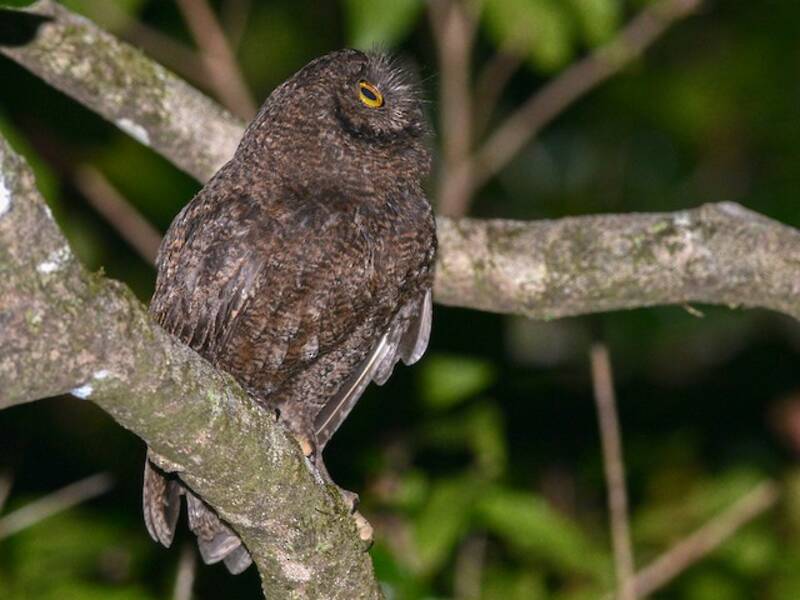 Anjouan Scops-Owl, 照片 2