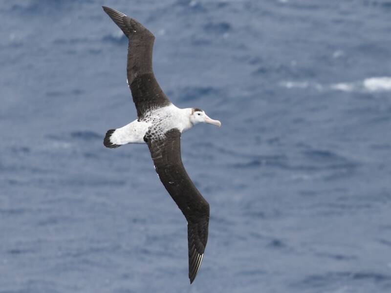 Albatros Antipodeño, Fotos 3