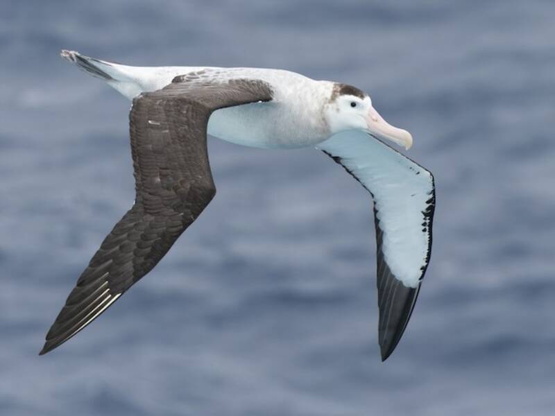 Albatros Antipodeño, Fotos 4