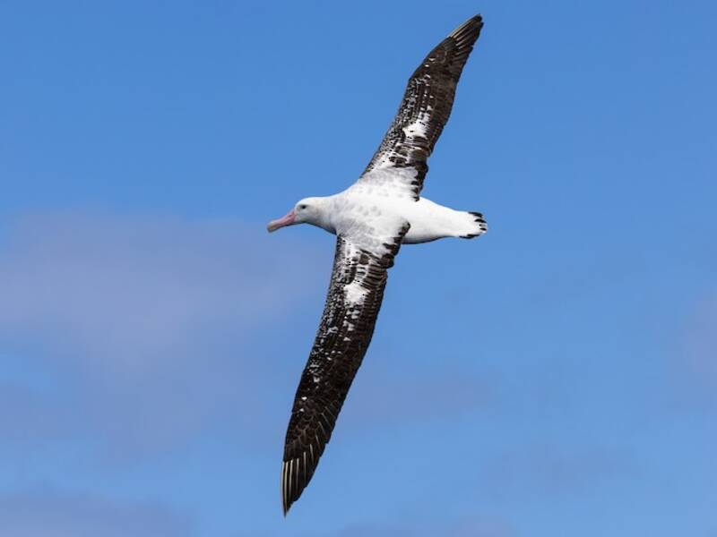 Albatros Antipodeño, Fotos 2