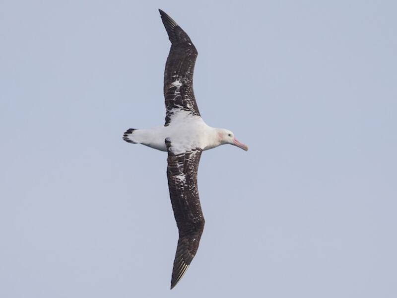 Antipodean Albatross (Diomedea antipodensis)