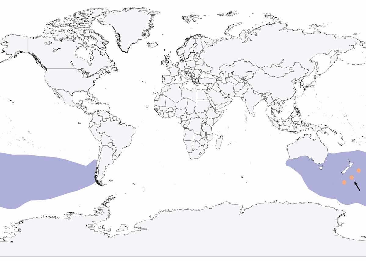 Albatros Antipodeño, Distribución 1