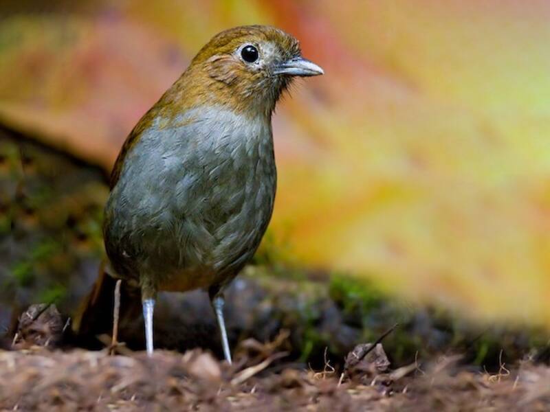 Urrao-Ameisenpitta, Fotos 2
