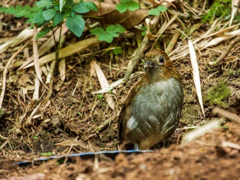 Urrao Antpitta (Grallaria urraoensis)
