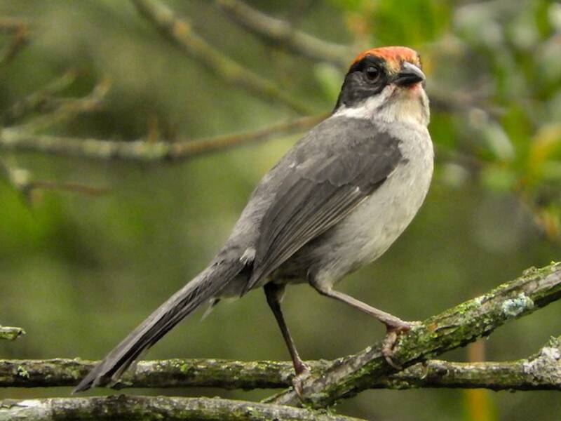 Antioquia Brushfinch, 照片 3