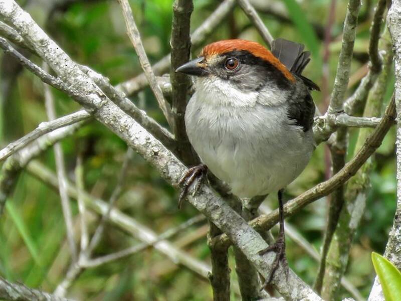 Antioquia Brushfinch, 照片 2