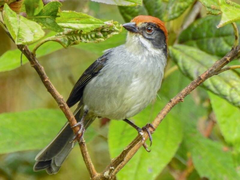 Atlapete di Antioquia