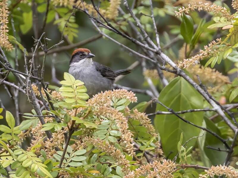 Antioquia Brushfinch, 照片 4