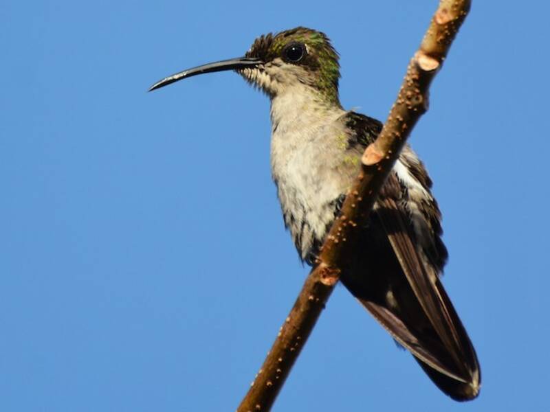 Hispaniola-Mangokolibri, Fotos 4