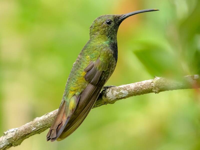 Puerto-Rico-Mangokolibri, Fotos 3