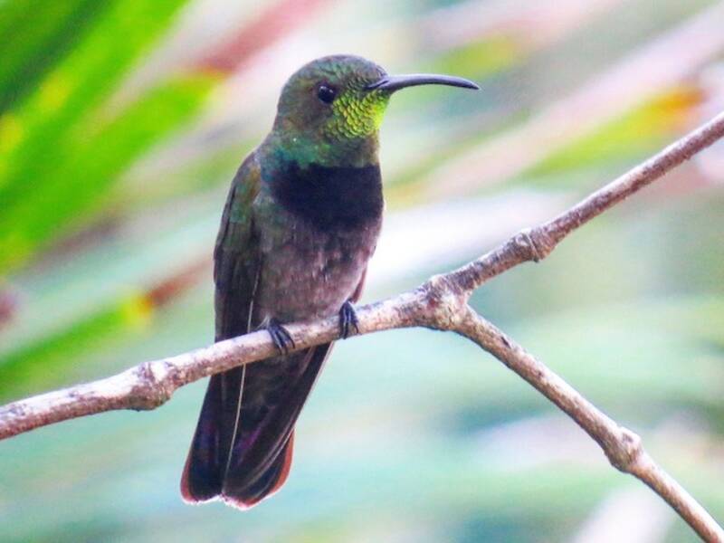 Puerto-Rico-Mangokolibri, Fotos 4