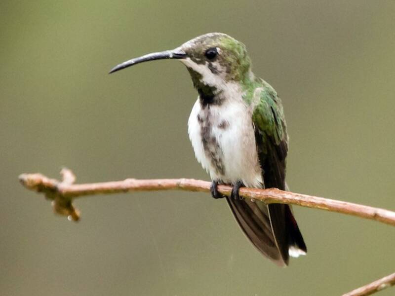 Puerto-Rico-Mangokolibri, Fotos 2