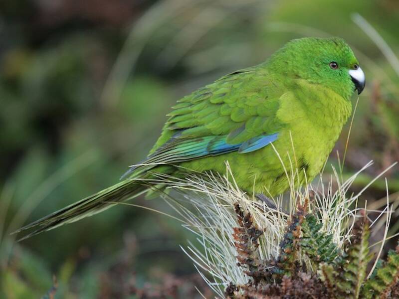 Perruche des Antipodes, Photos 4