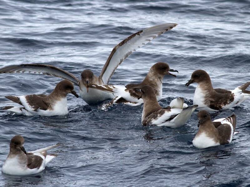 Pétrel antarctique, Photos 2