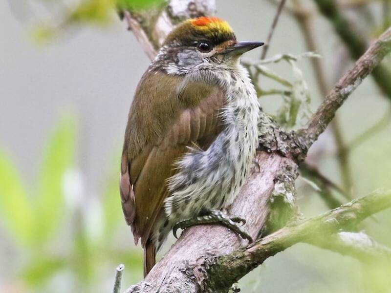 Antillean Piculet, 照片 3