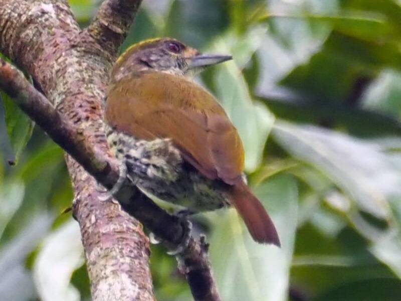 Antillean Piculet, 照片 2