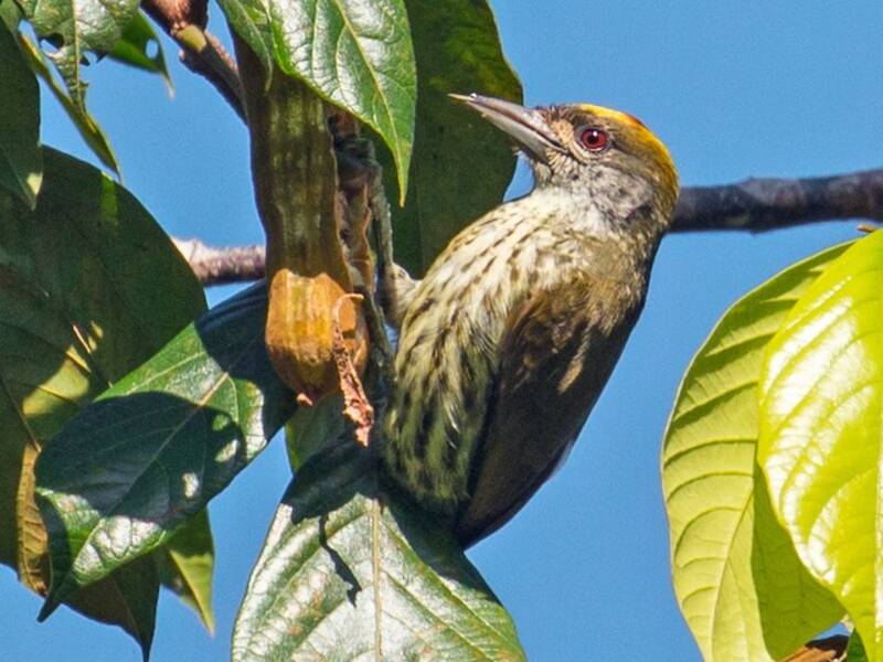 Antillean Piculet, 照片 4
