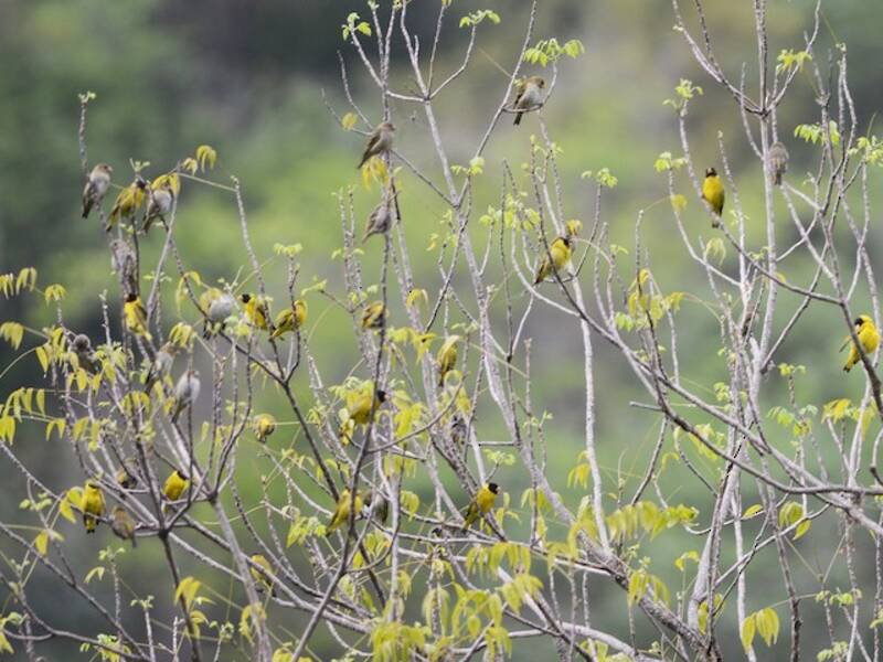 Antillean Siskin, 照片 2
