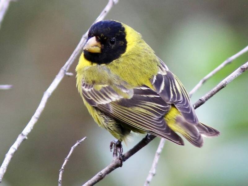 Antillean Siskin, 照片 3