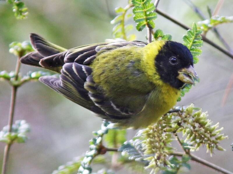 Antillean Siskin, 照片 4