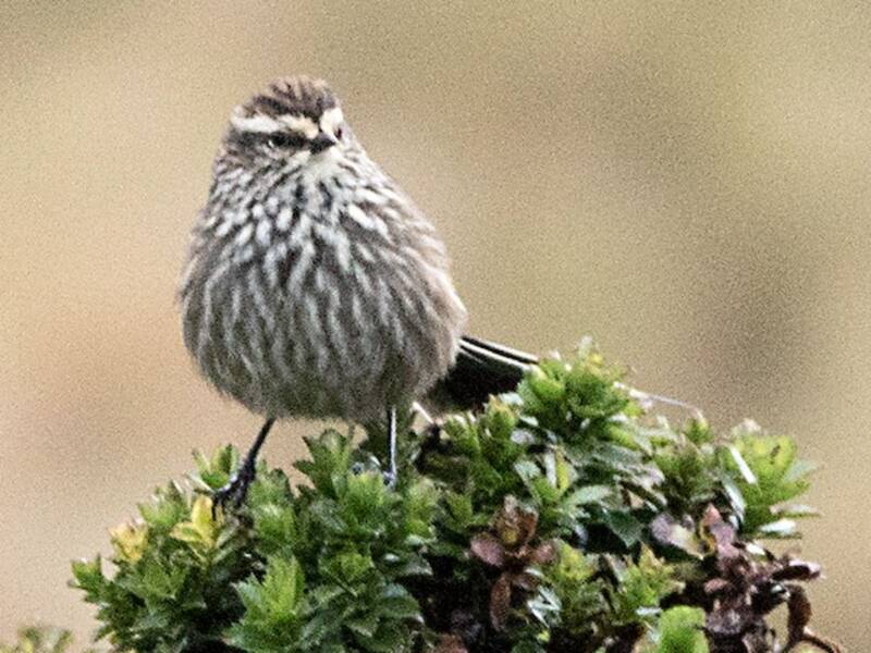 Andean Tit-Spinetail