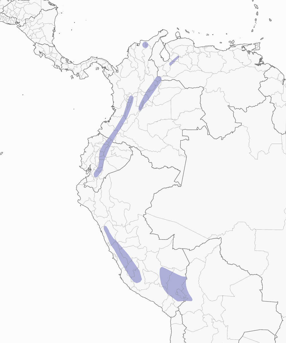 Coludito andino, Distribución 1